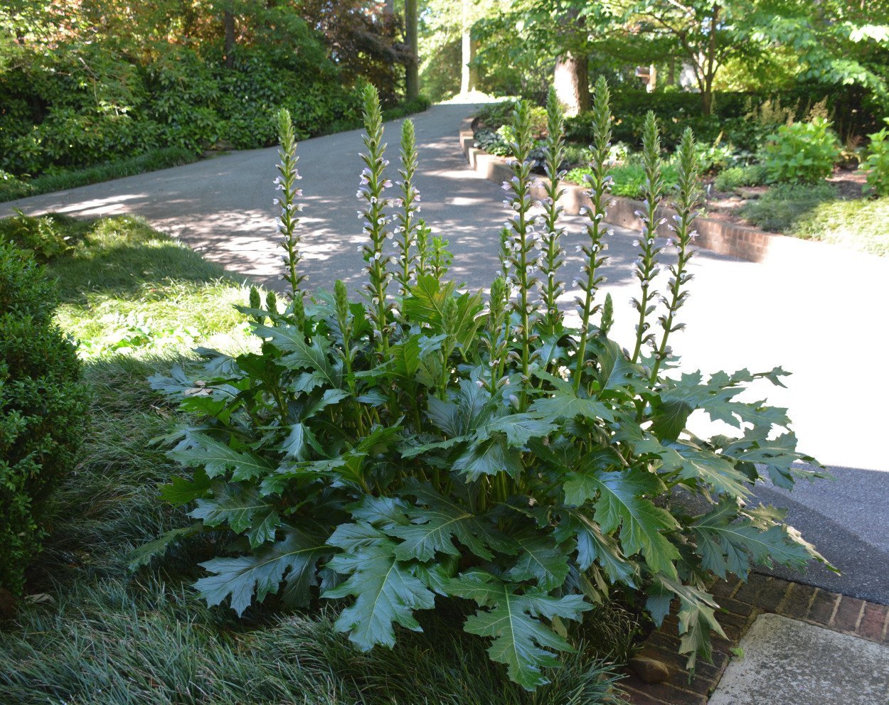 Аканта Аканта