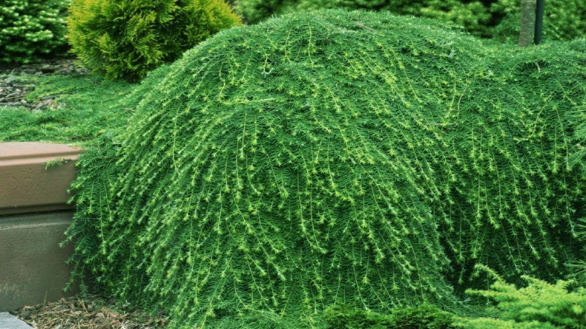 Тсуга Тсуга