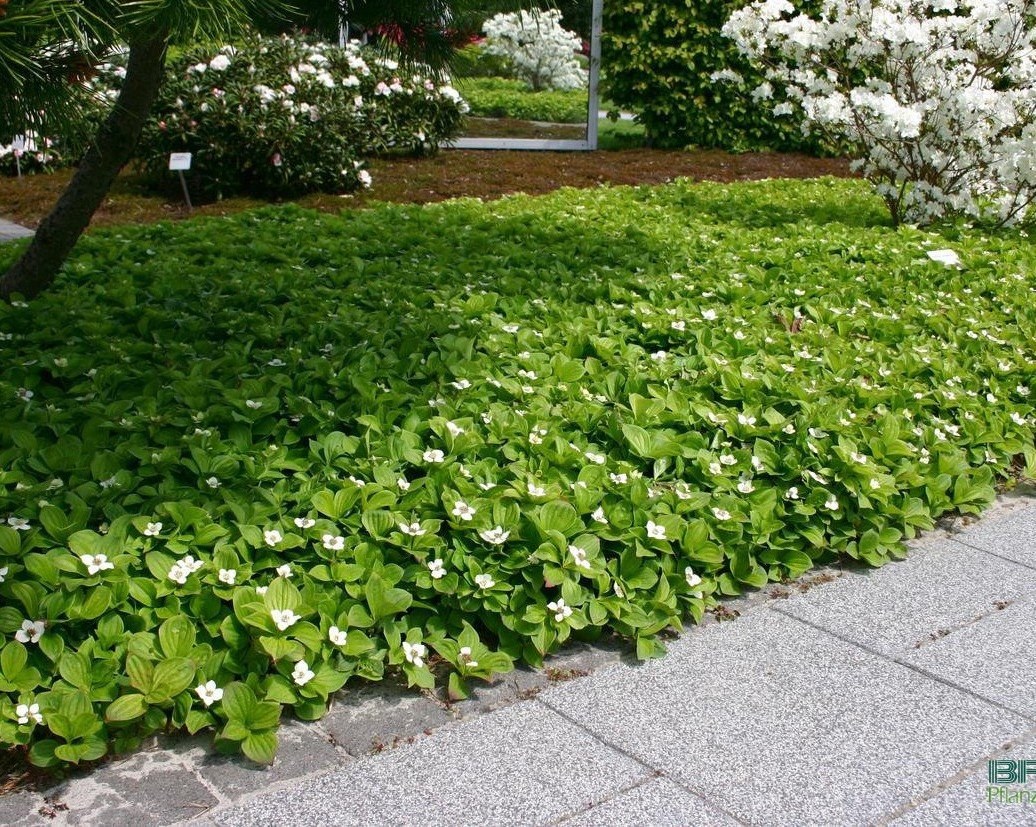 Дерен канадский Дерен канадский