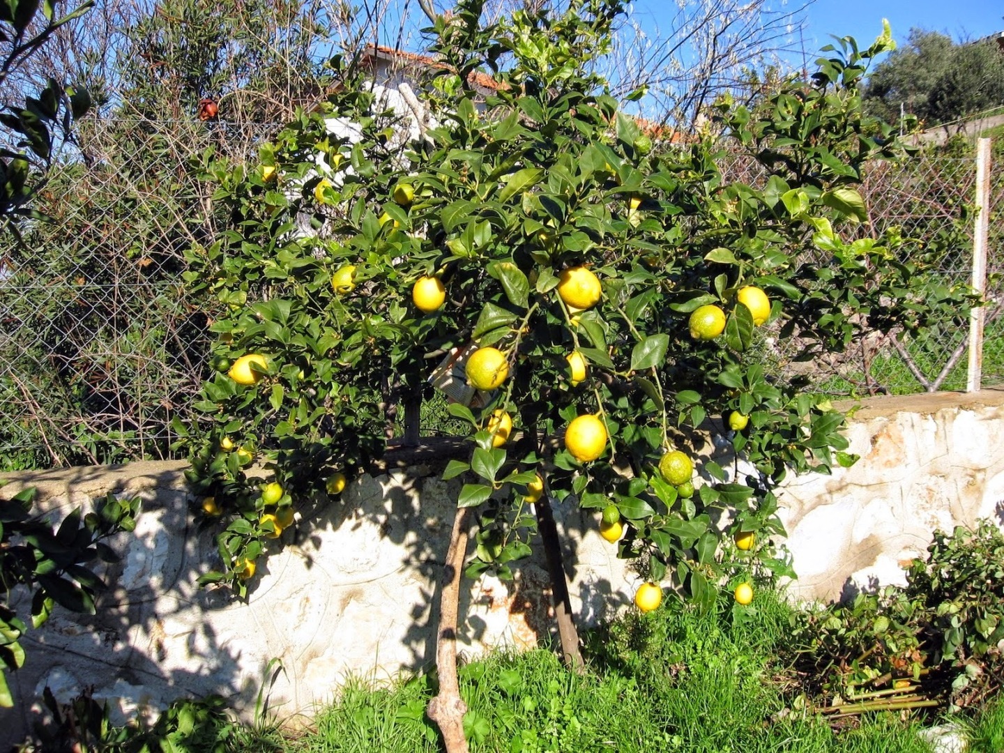 Айва мраморная