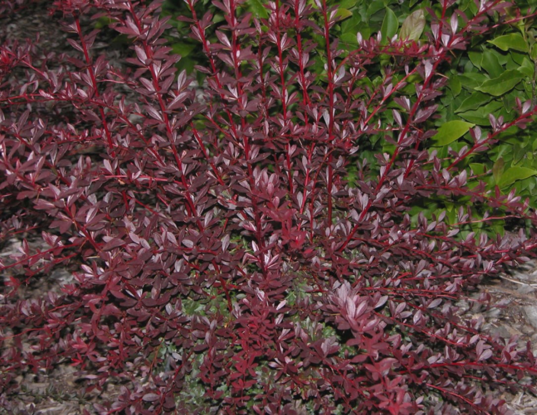 Барбарис колючий Барбарис колючий