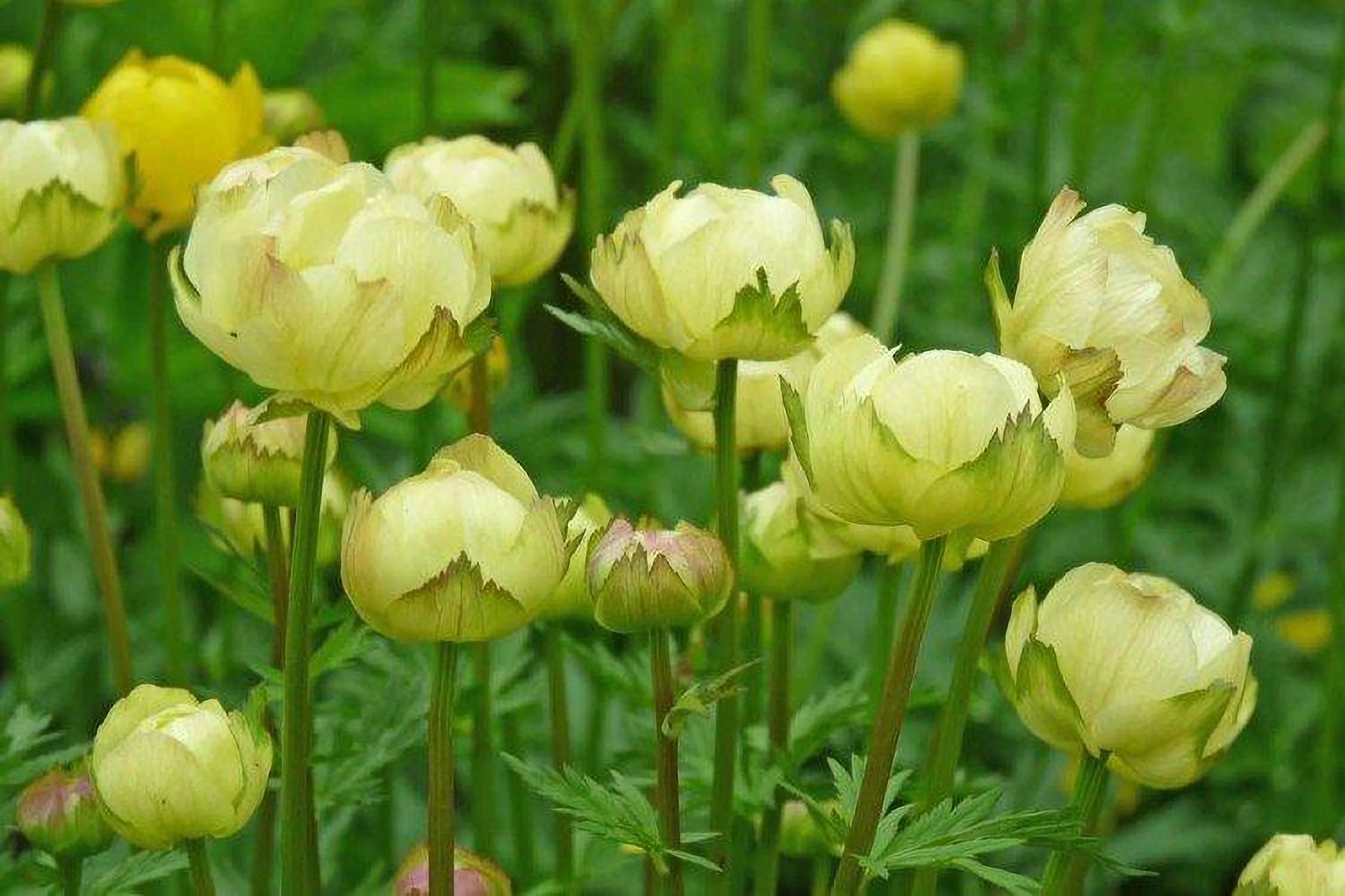 Купальница
