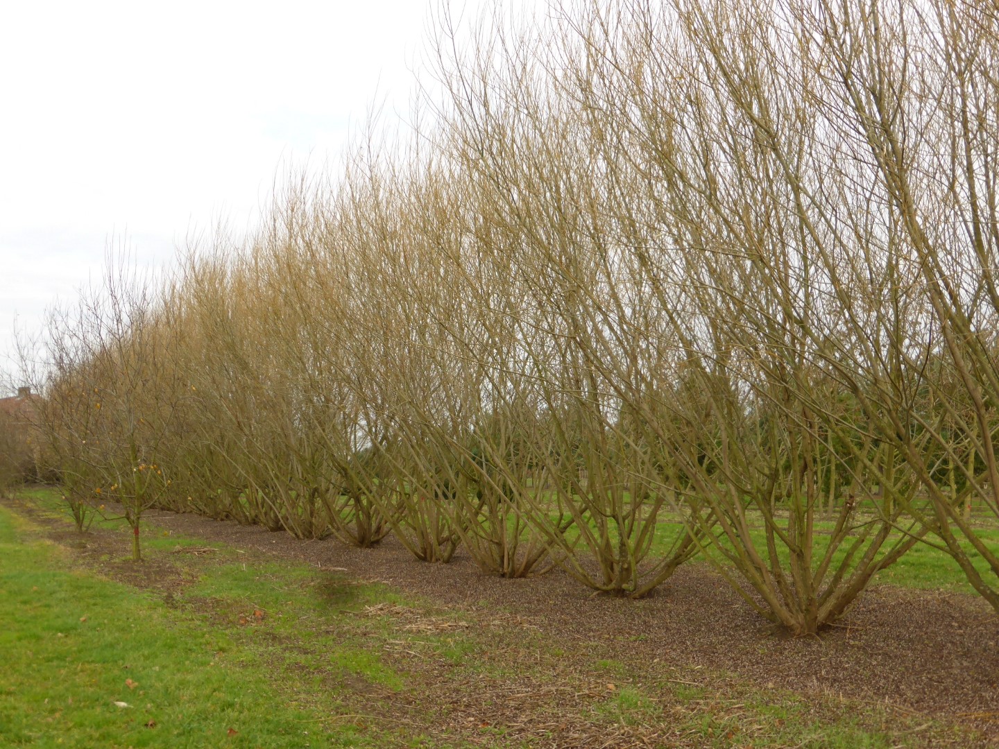 Ива корзиночная Ива корзиночная