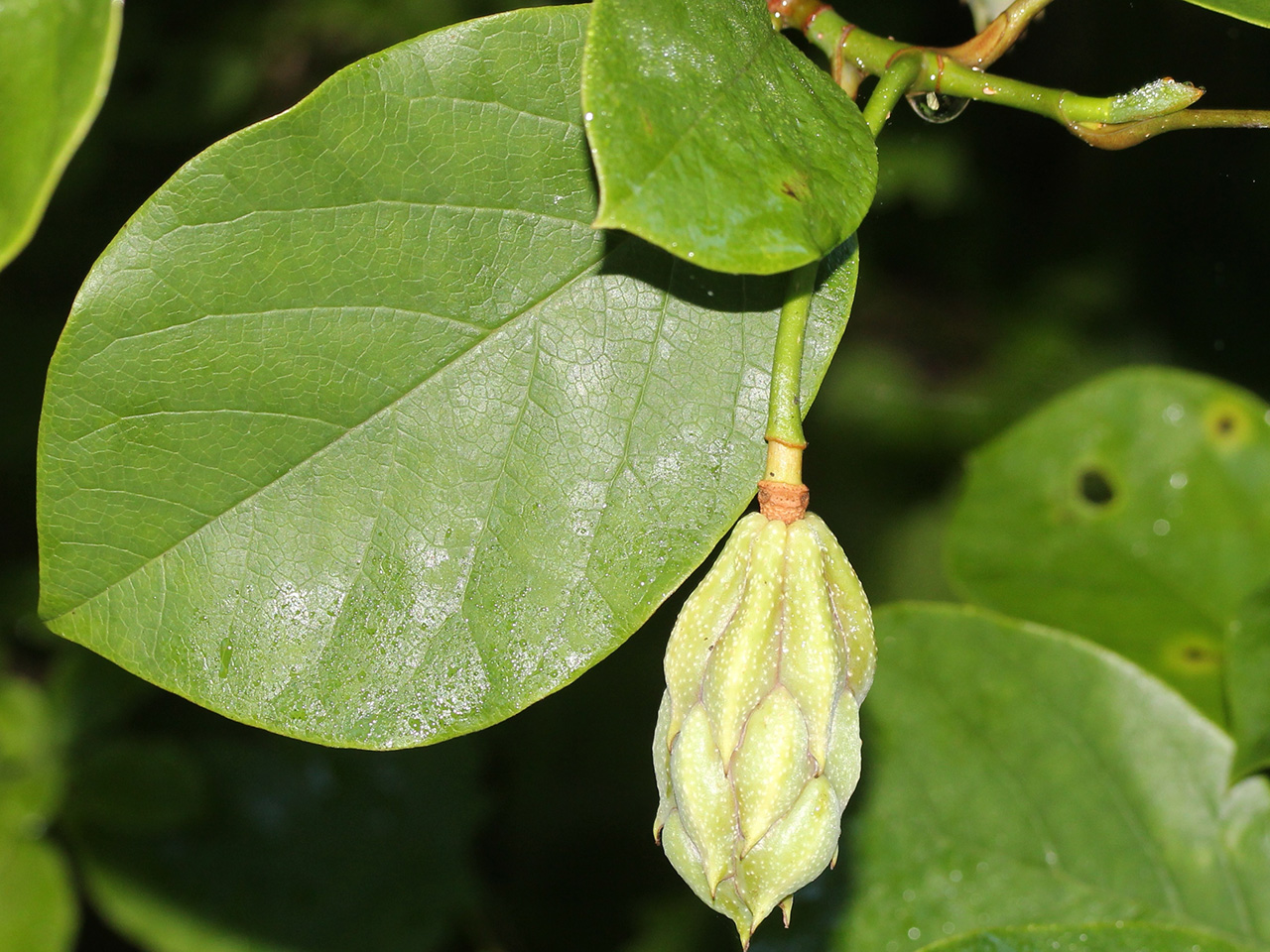 Магнолия Зибольда Магнолия Зибольда