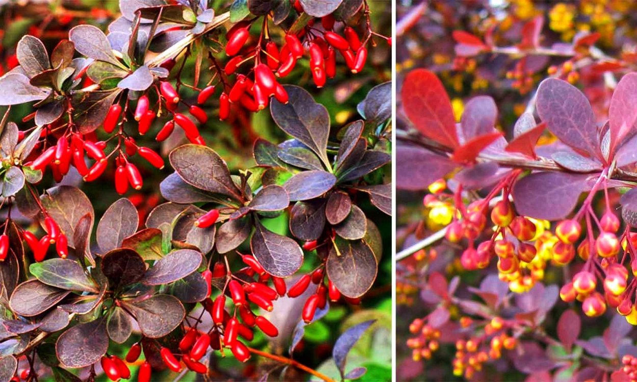 Барбарис оттавский Барбарис оттавский