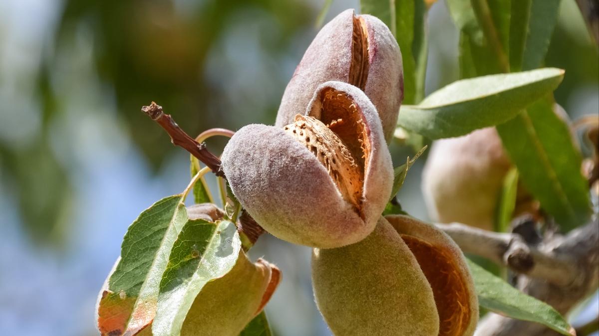 Миндаль обыкновенный Миндаль обыкновенный