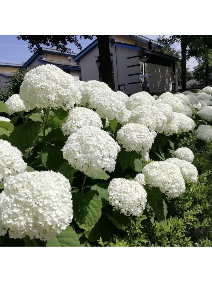 Гортензия древовидная