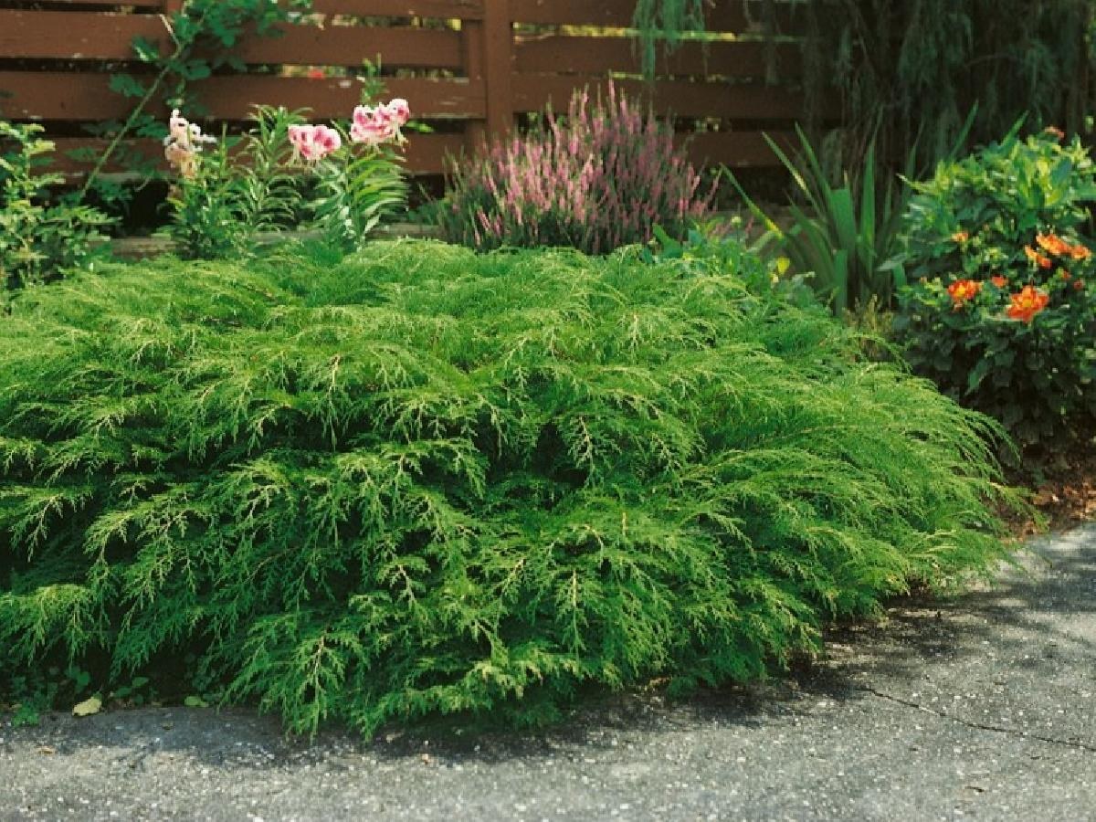 Микробиота