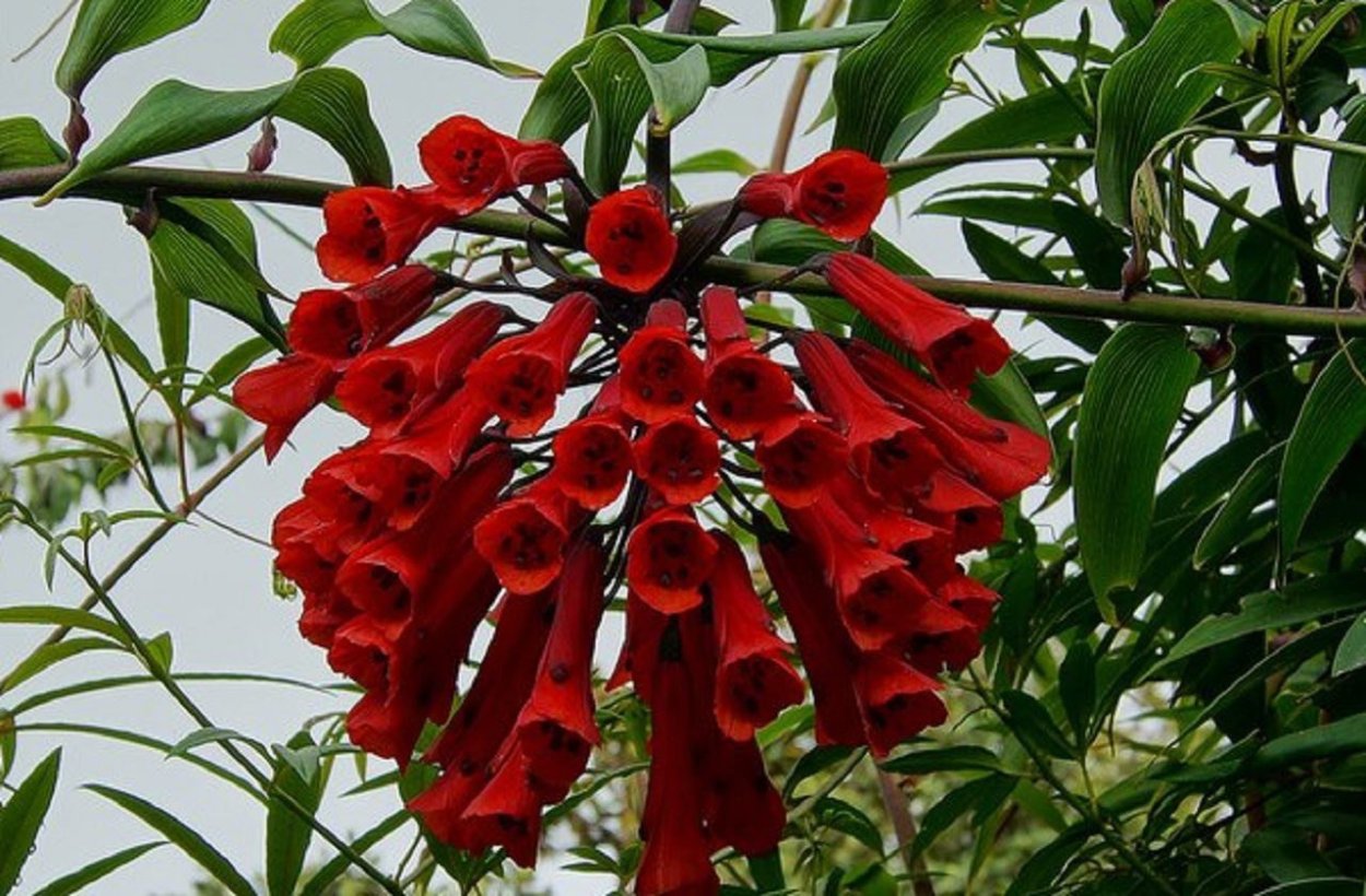 Багряниковые Багряниковые