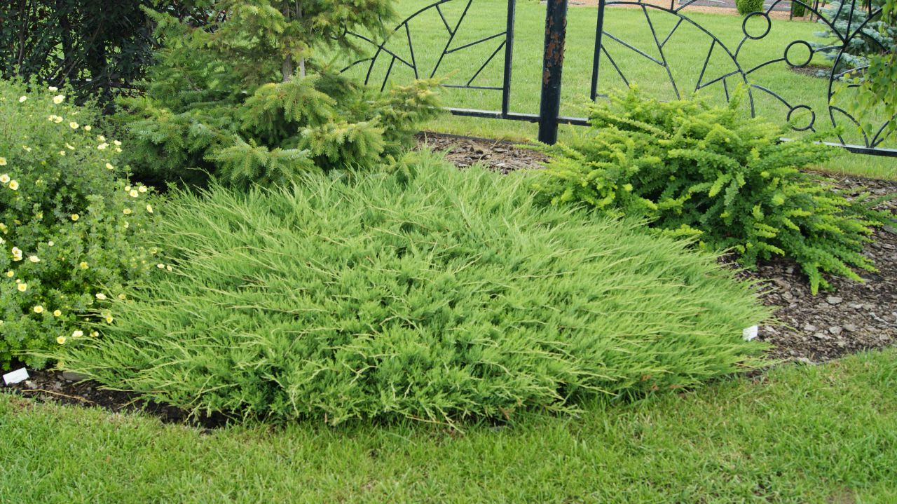 Можжевельник казацкий