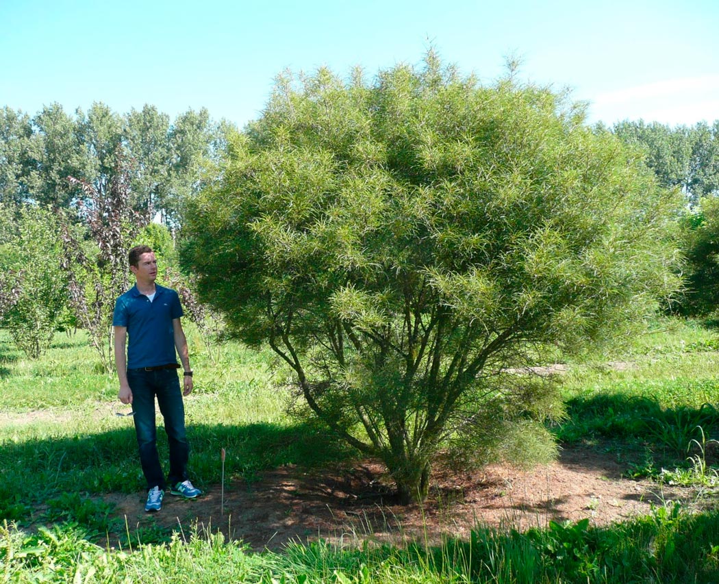 Крушина американская