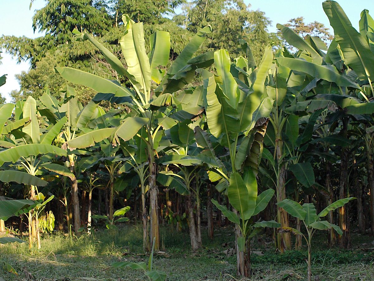 Банан райский Банан райский