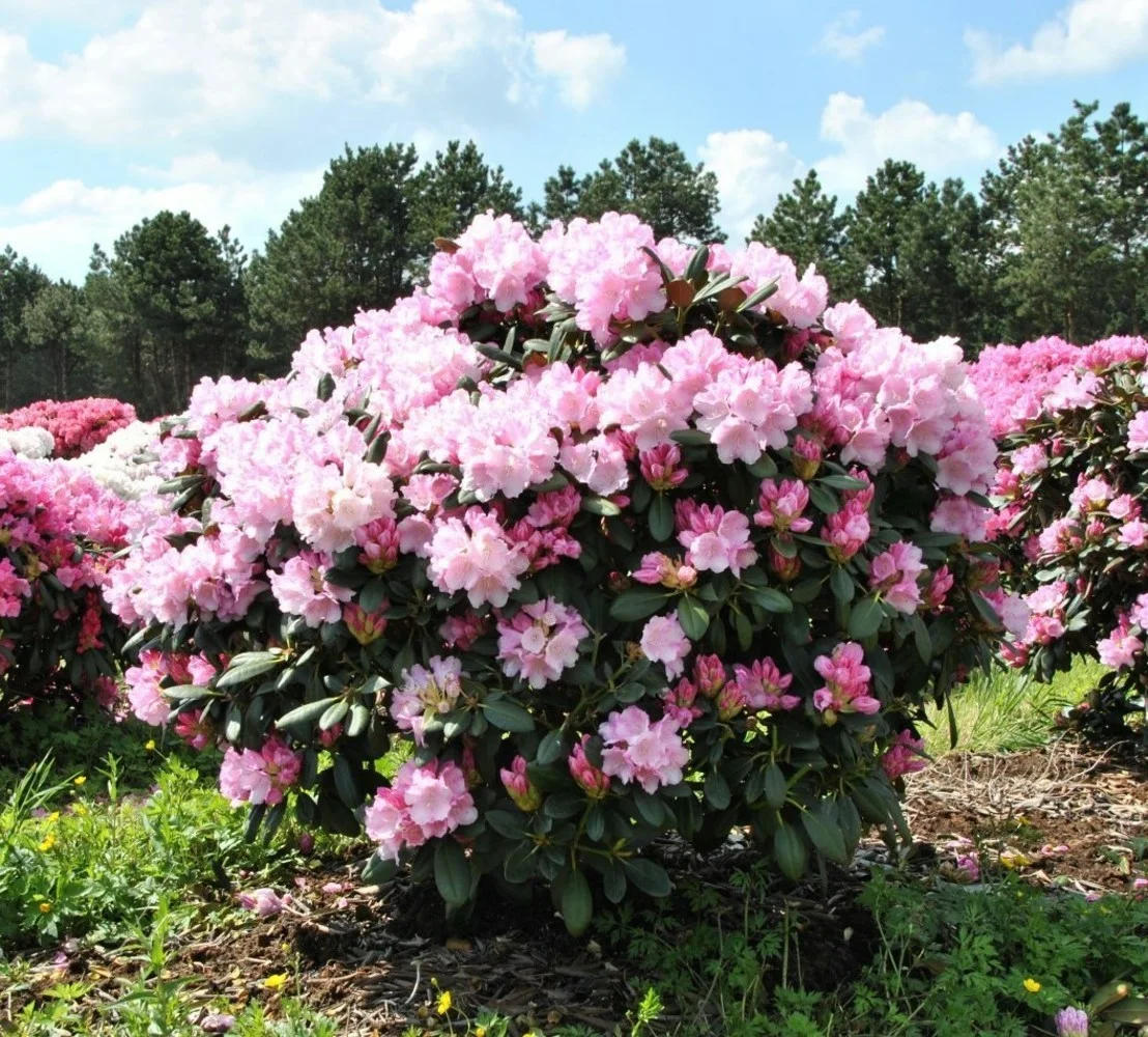 Рододендрон Рододендрон