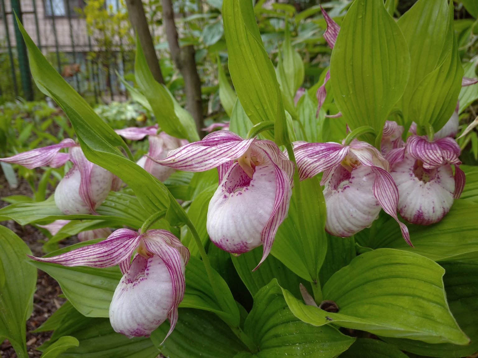 Башмачок белоснежный Башмачок белоснежный