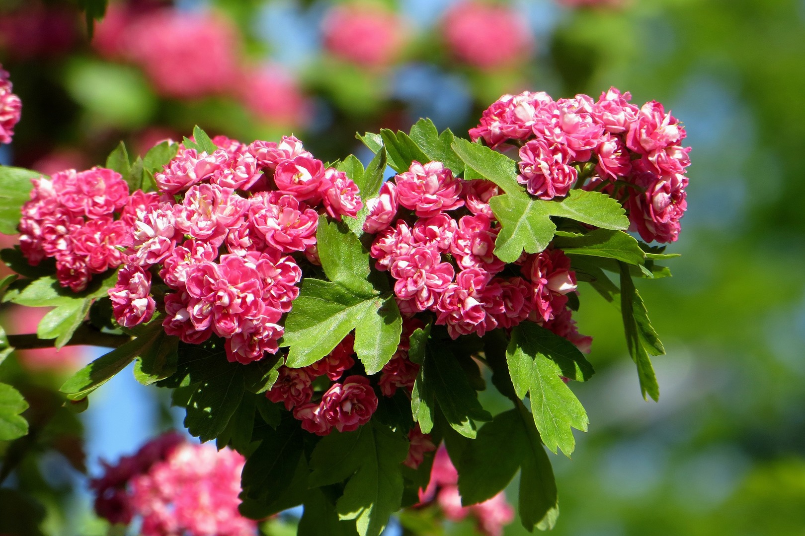 Боярышник вееровидный