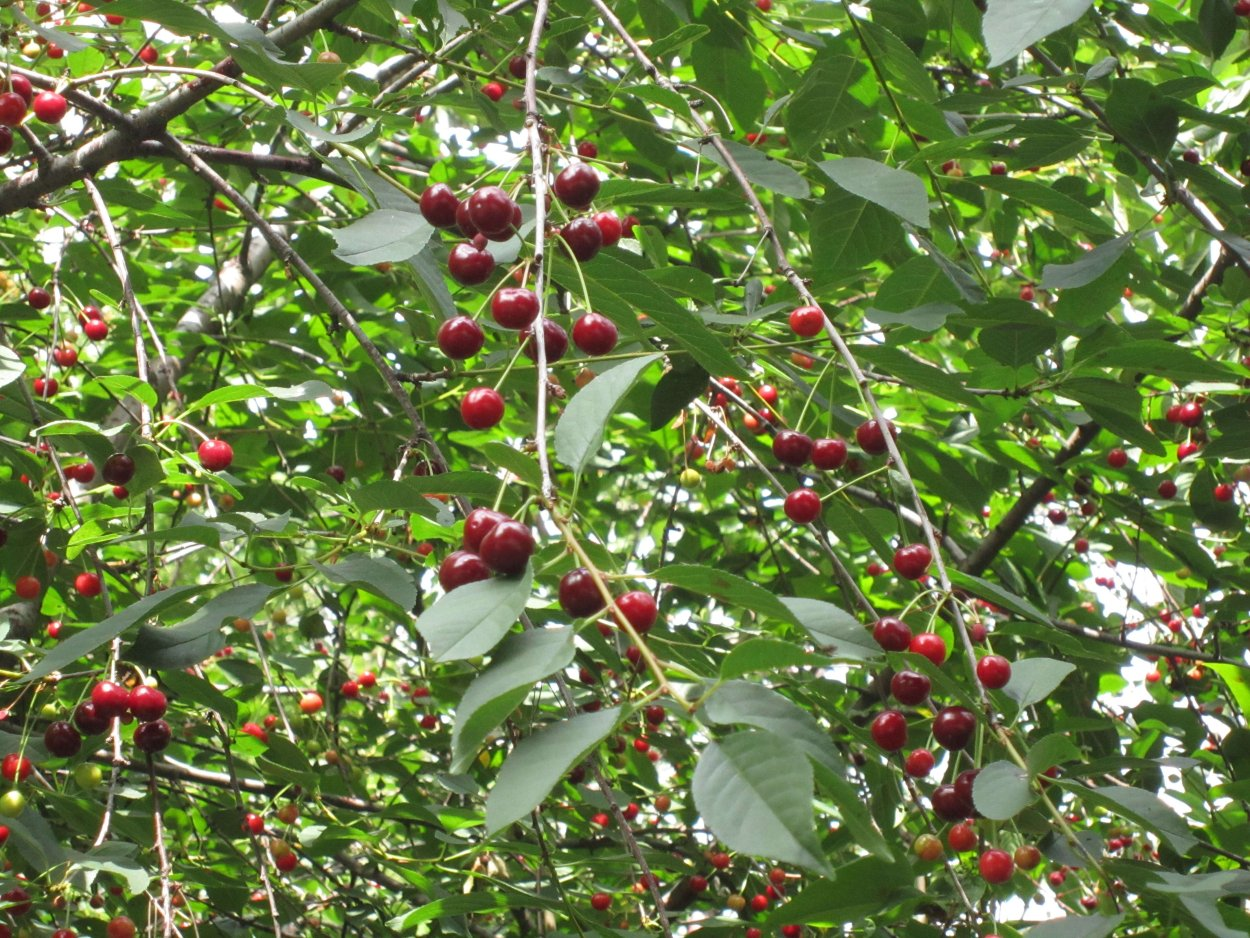 Вишня обыкновенная