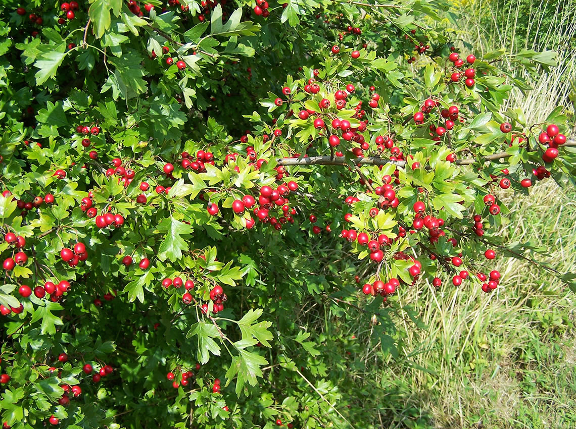 Боярышник кроваво-красный