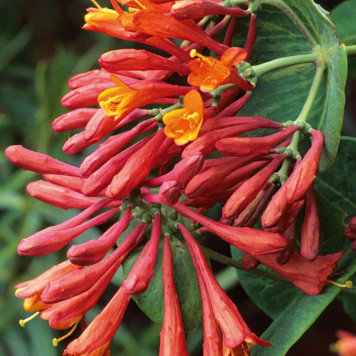 Жимолость Брауна