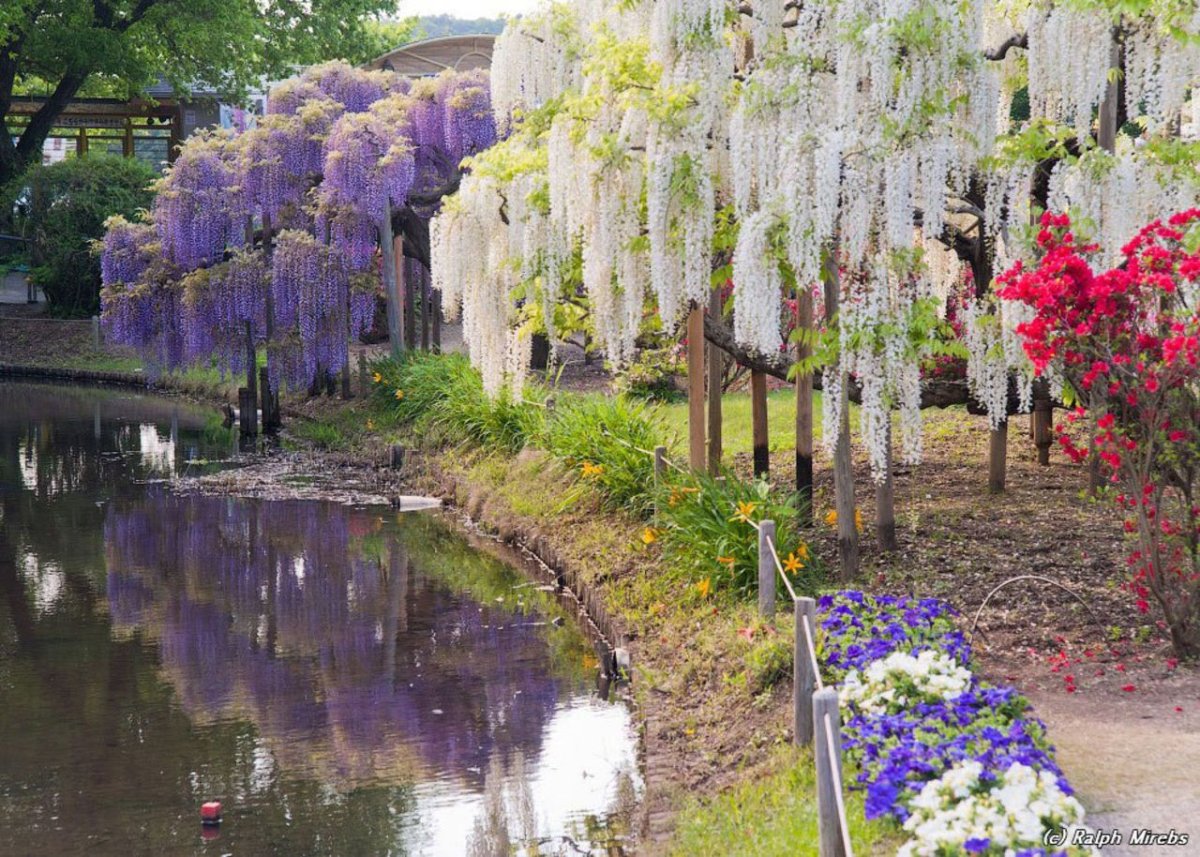 Глициния японская Глициния японская
