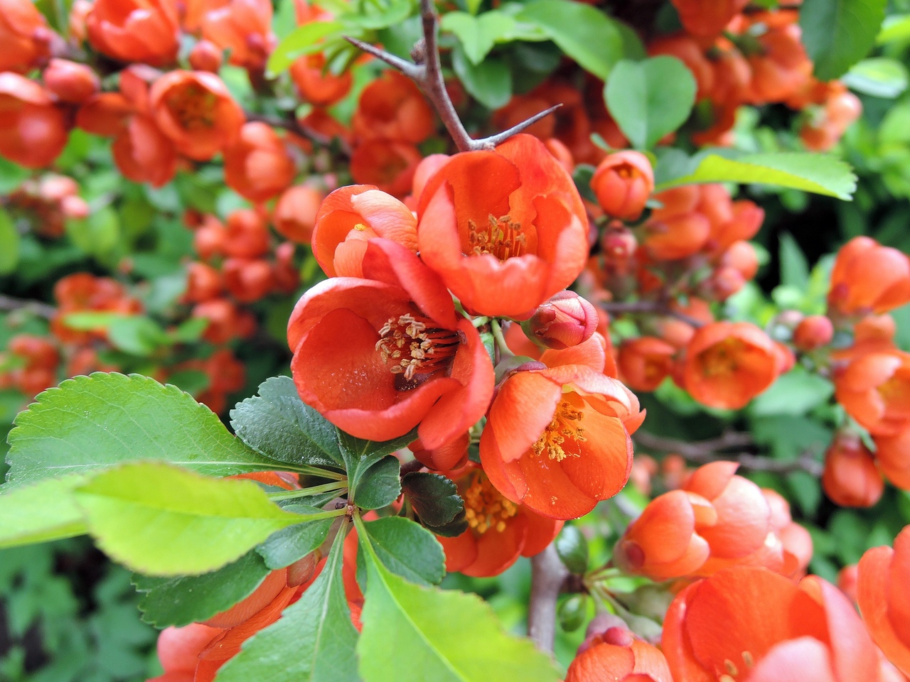 Айва катаянская Айва катаянская