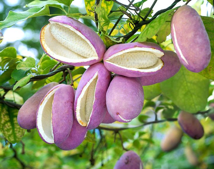 Акебия пятнистая