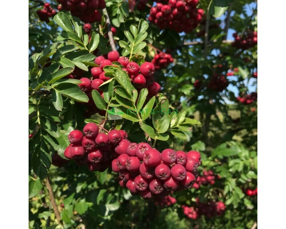 Рябина тюрингская