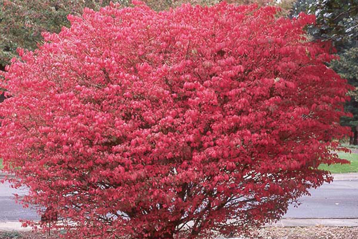 Бересклет крылатый