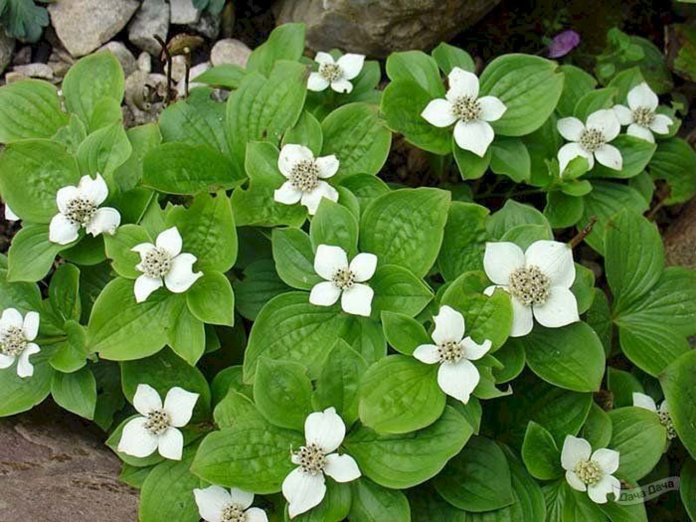 Дерен канадский Дерен канадский