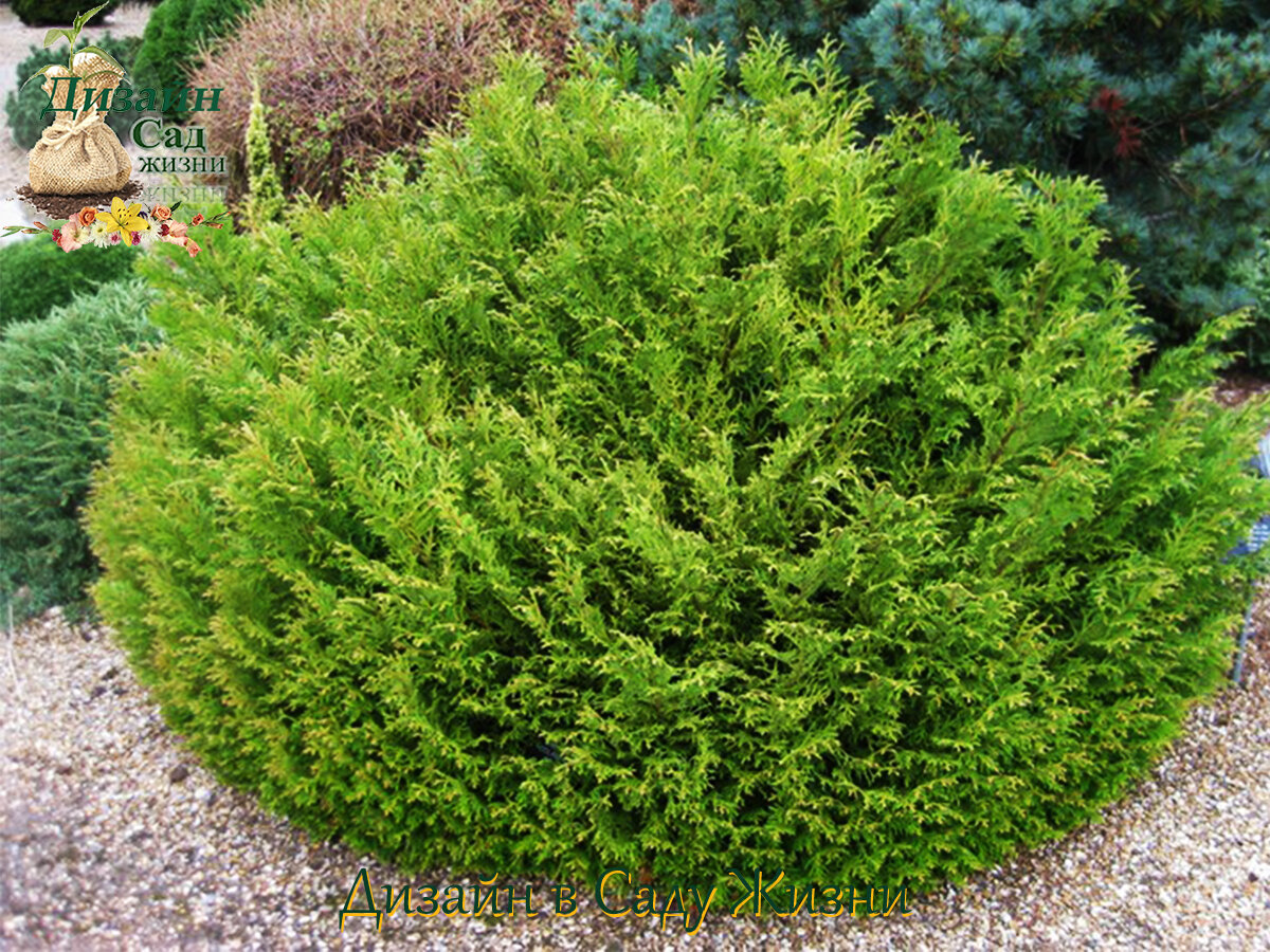 Туевик Туевик