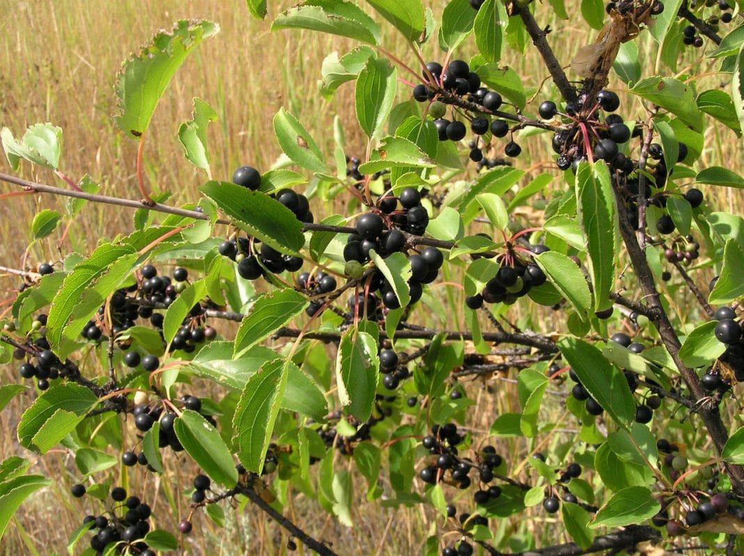 Крушина американская