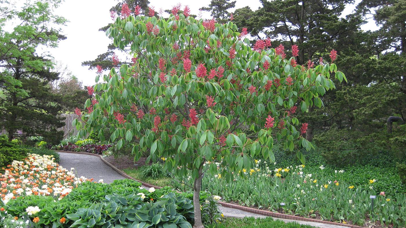 Каштан низкорослый