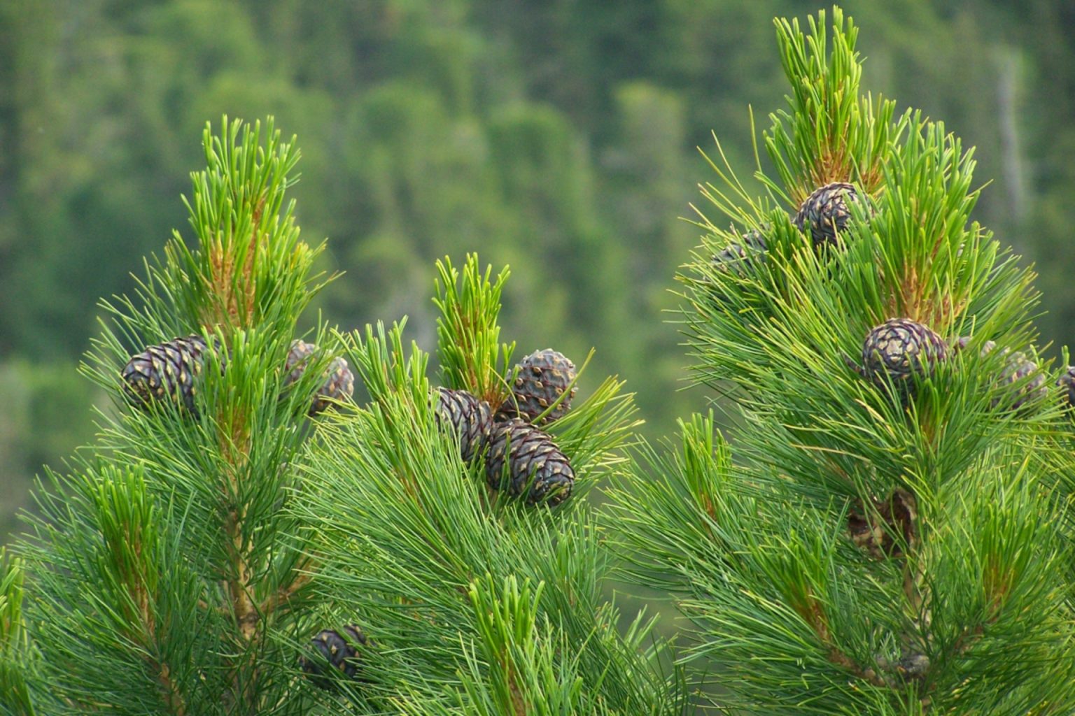 Сосна кедровая сибирская