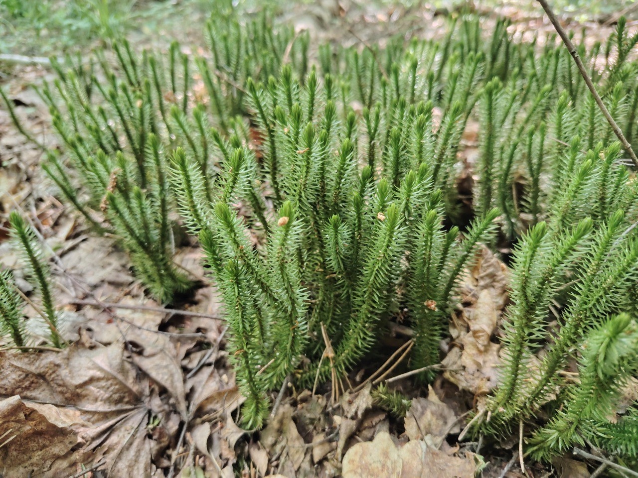 Баранец арктический