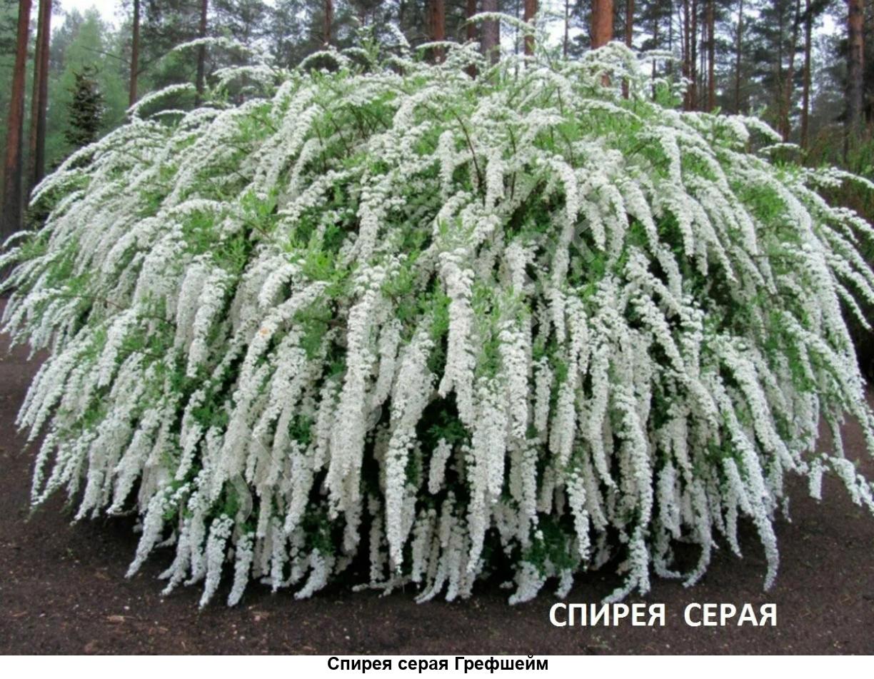 Спирея Спирея