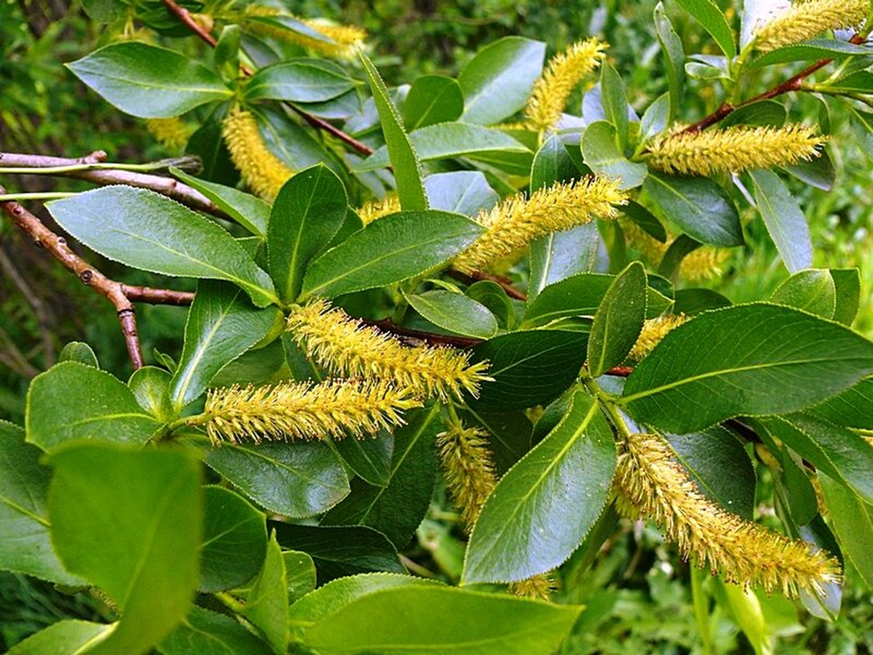 Ива пятитычинковая