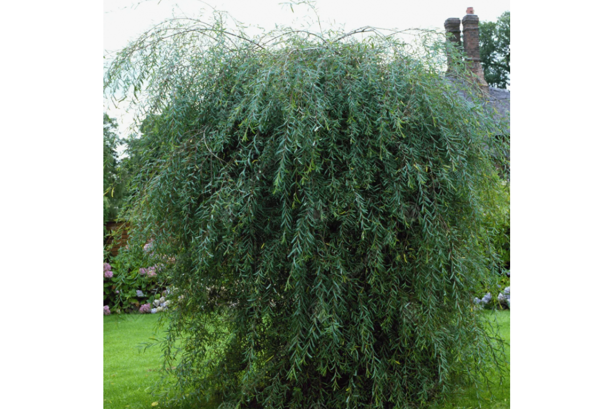 Ива пурпурная Ива пурпурная