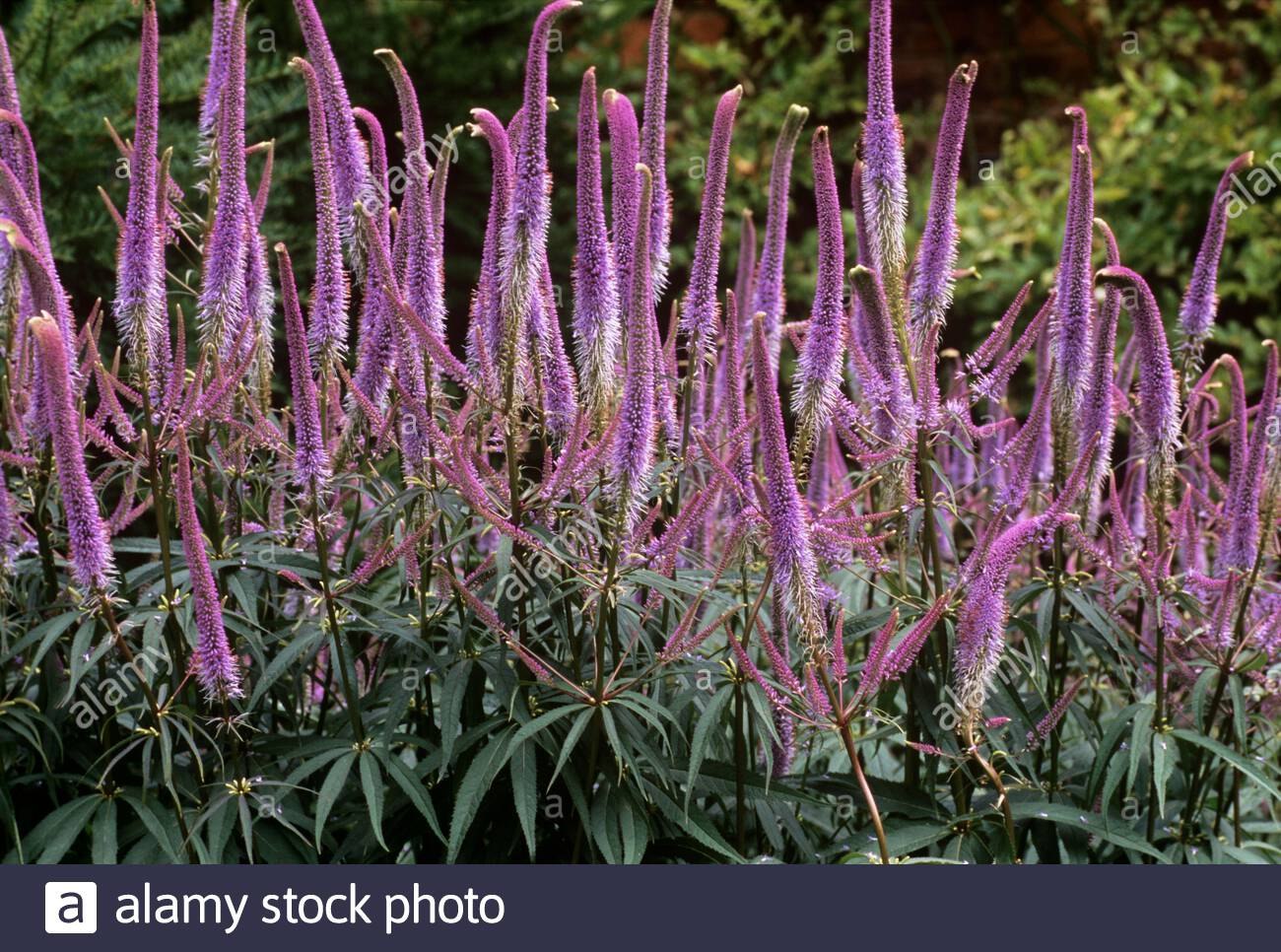 Безвкусница Безвкусница