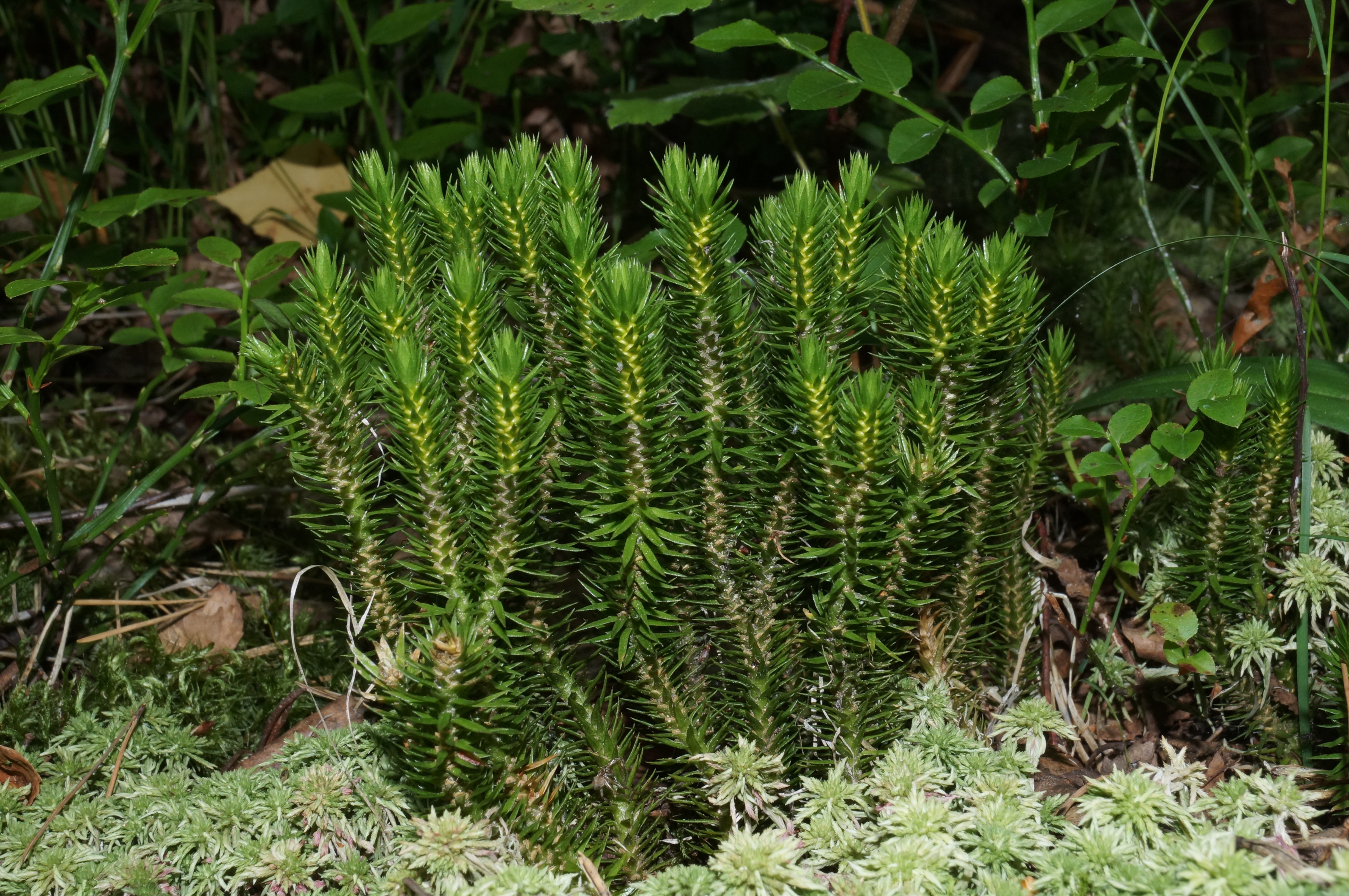 Баранец арктический