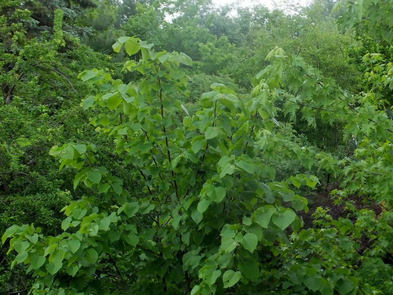 Липа кавказская Липа кавказская