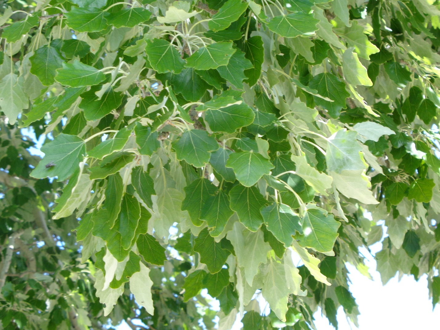 Тополь сереющий Тополь сереющий