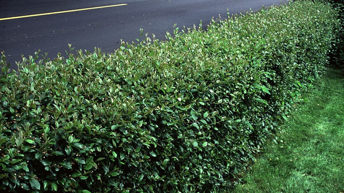 Кизильник Кизильник