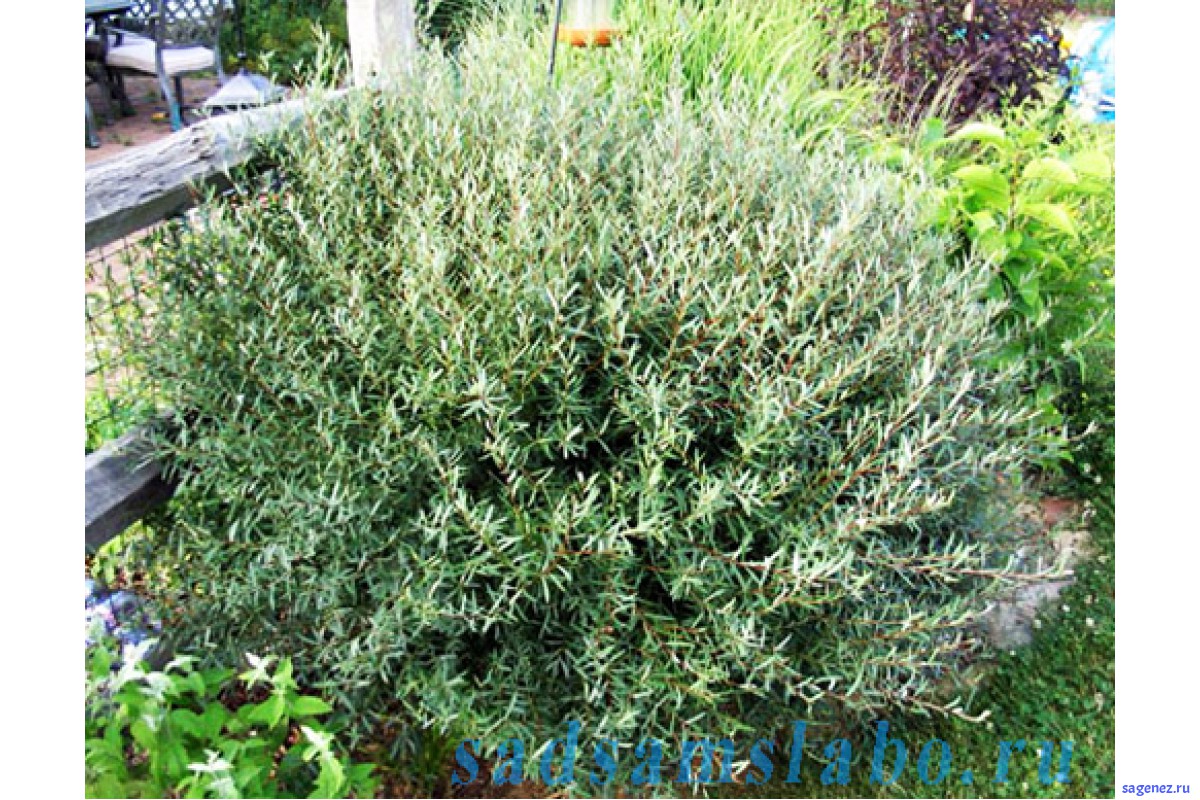 Ива пурпурная Ива пурпурная