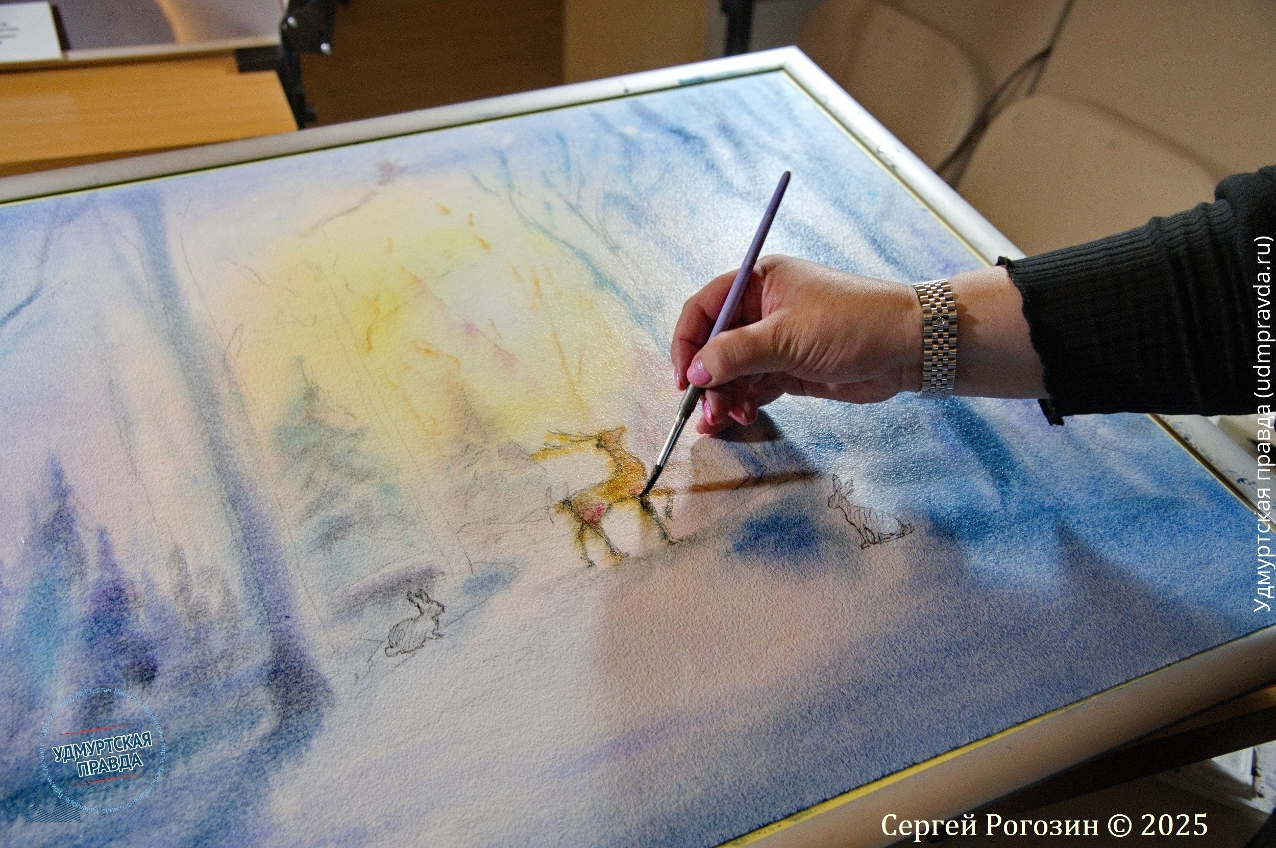 Актинидия острая