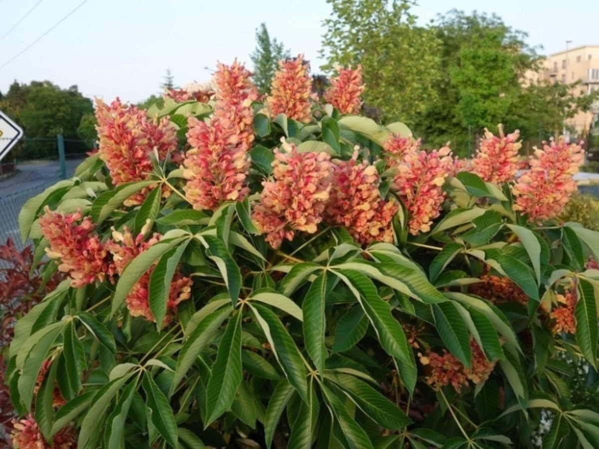 Каштан низкорослый