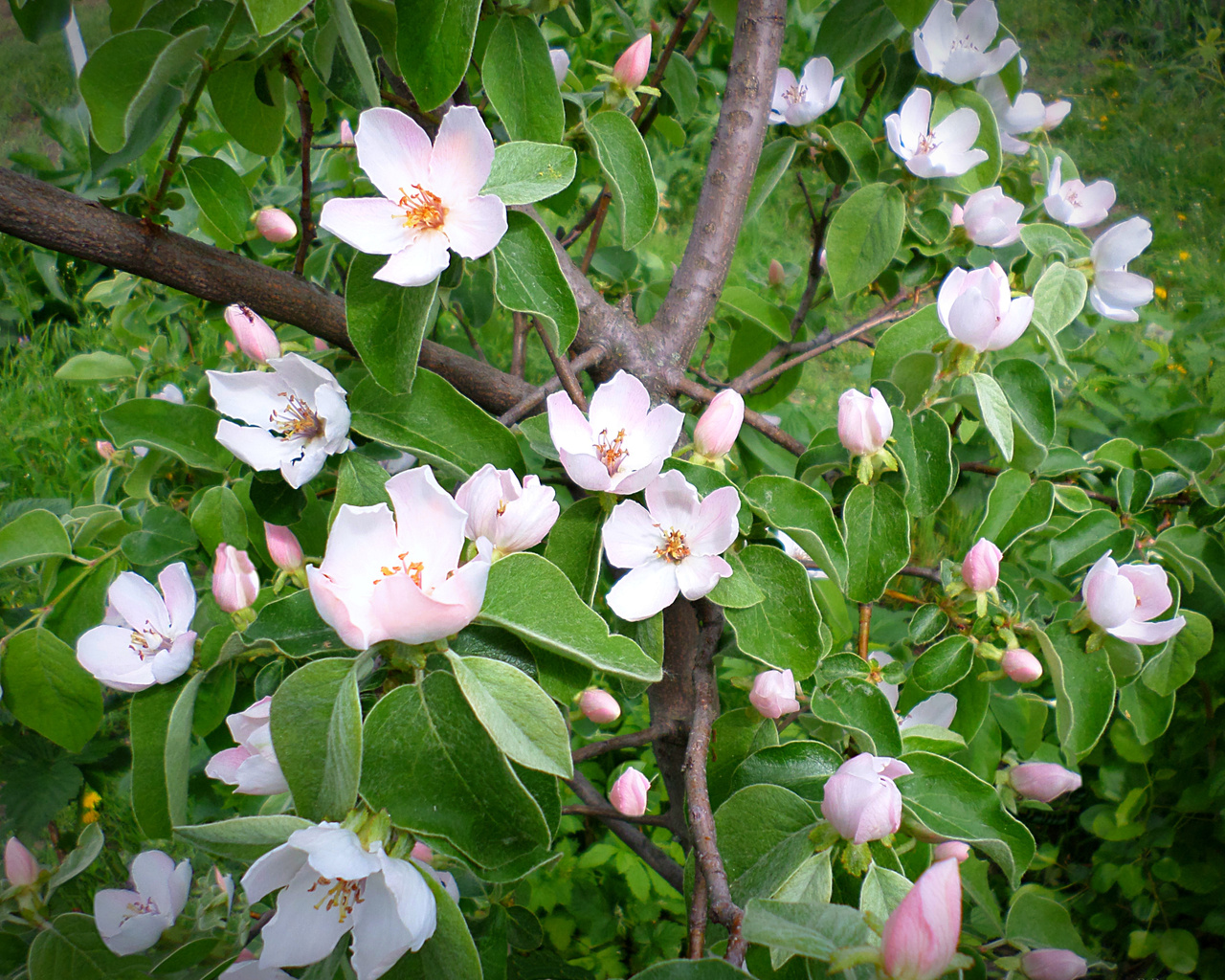 Айва обыкновенная Айва обыкновенная