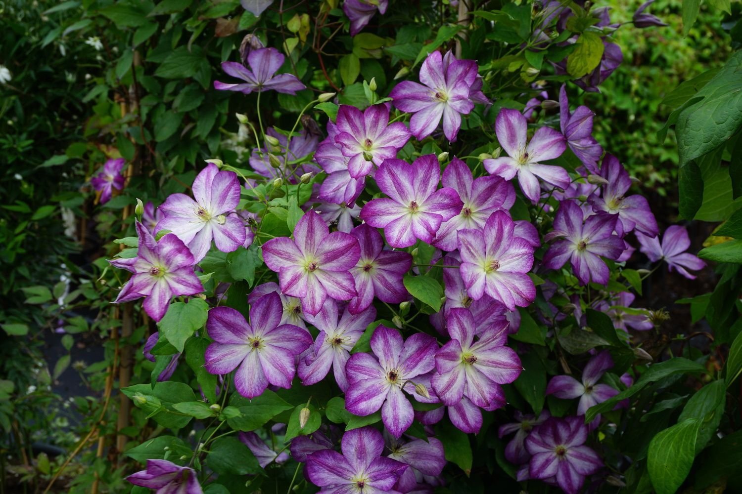 Клематис Интегрифолия