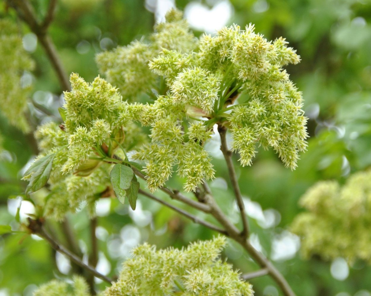 Ясень зеленый Ясень зеленый