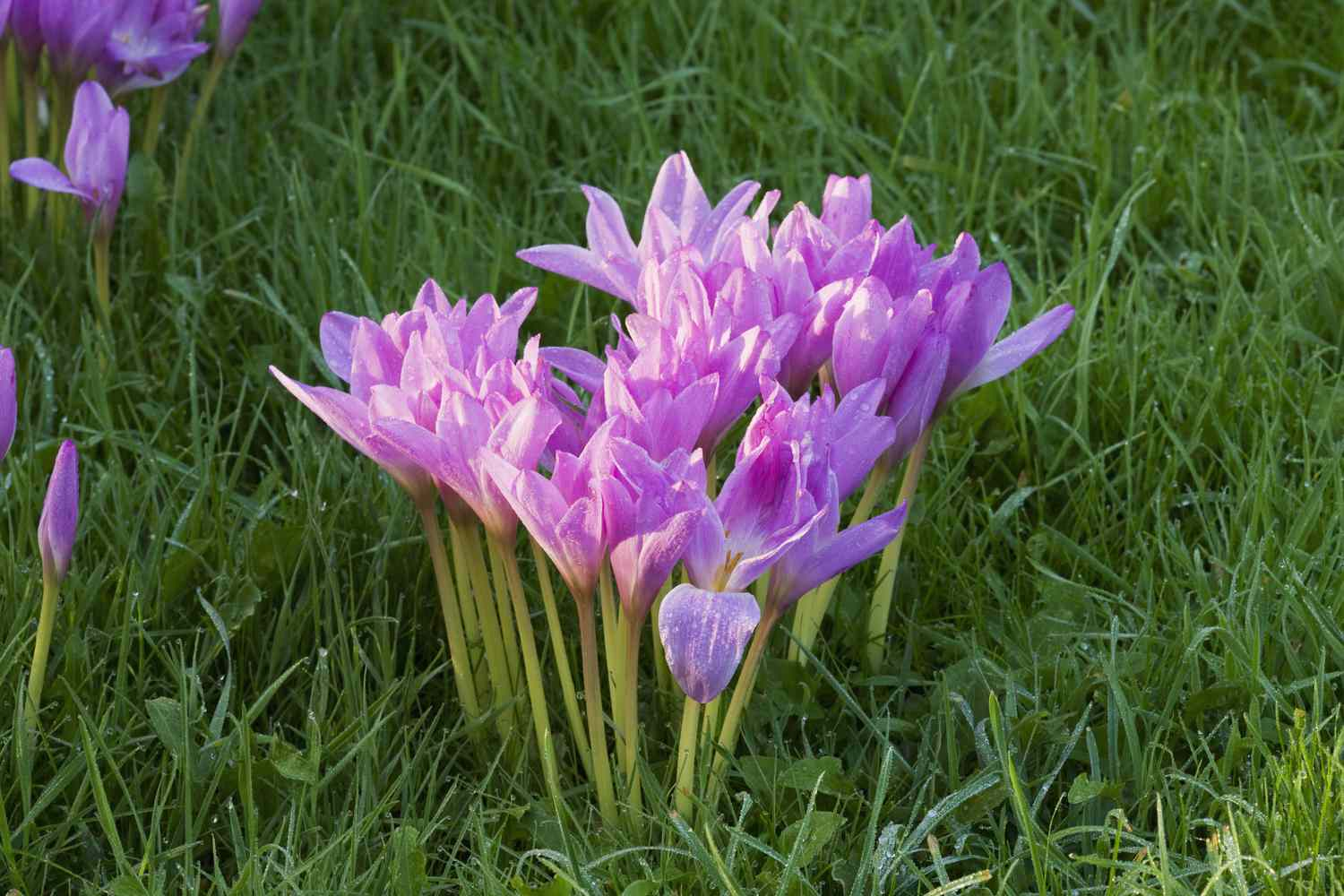 Безвременник