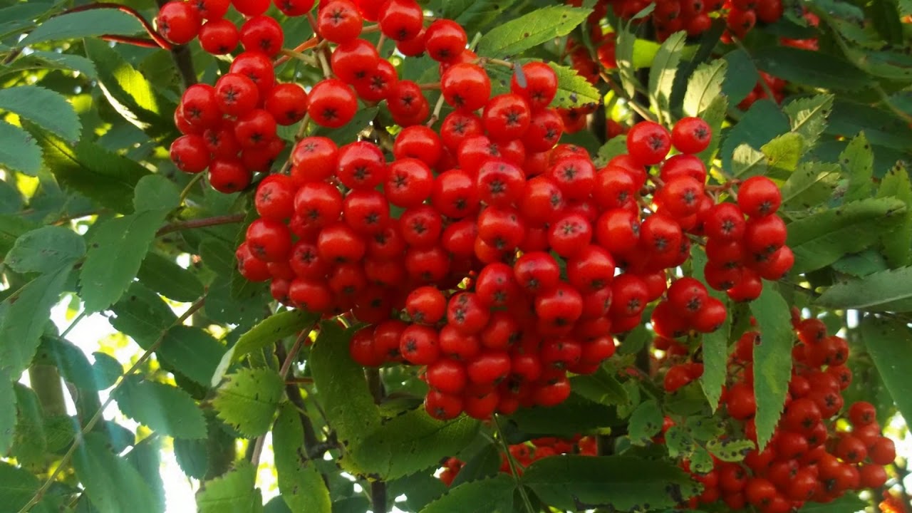 Рябина тюрингская