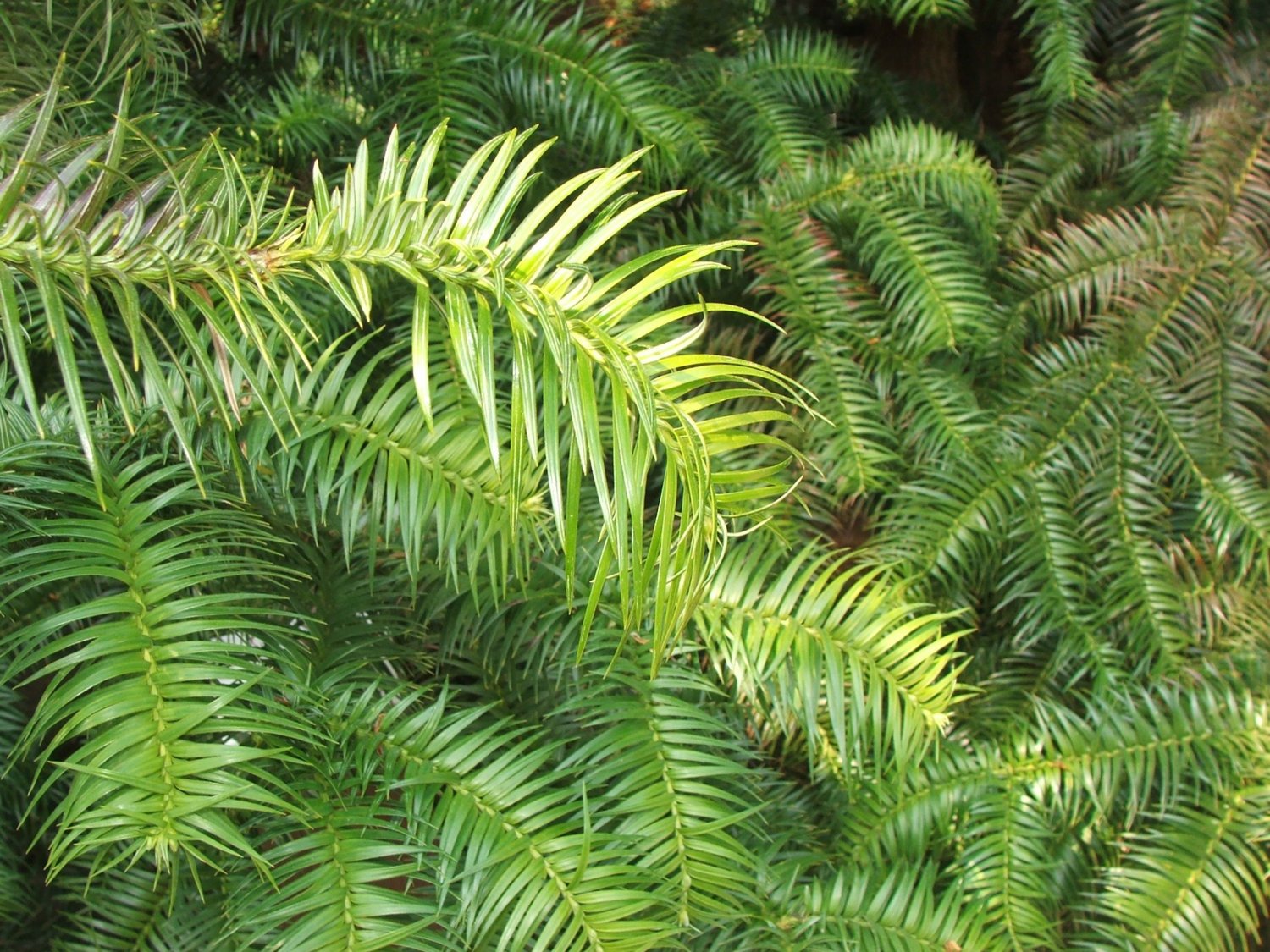 Куннингамия